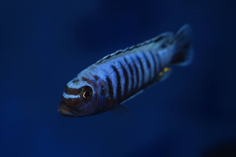 Maylandia sp. 'msobo heteropictus' Thumbi Point